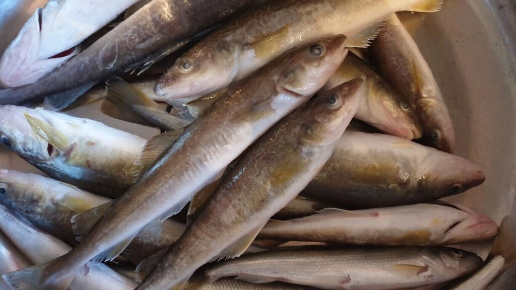 Свежая рыба на вашем столе: как выбрать качественный продукт и избежать отравления