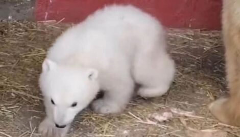 В Пермском зоопарке показали милое видео с белым медвежонком и объявили конкурс на имя!