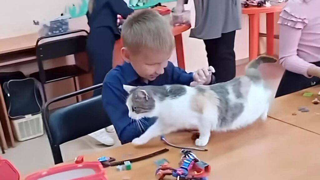 Кошка-библиотекарь из Перми Подружка борется за звание лучшего «Хвостатого хранителя» России