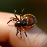 Клещи: сколько времени паразит пьет кровь и как избежать укуса