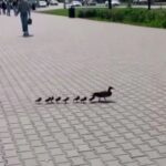 Утка с утятами прогулялась по оживлённой улице Перми