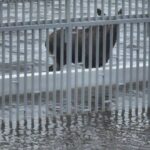 Шесть из семи: Редкое стадо лосей переплыло Каму и вышло на берег под Пермью