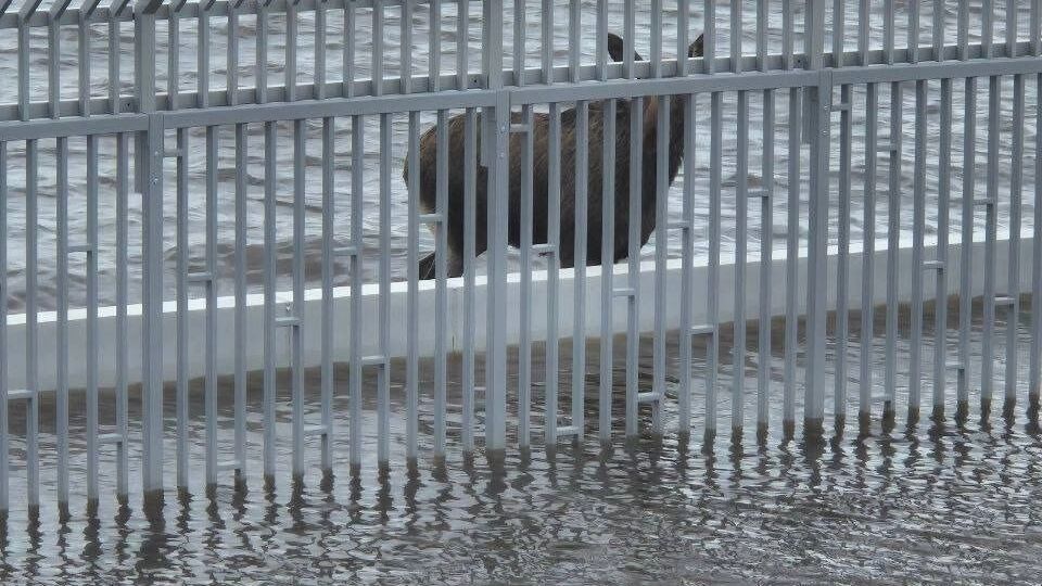 Шесть из семи: Редкое стадо лосей переплыло Каму и вышло на берег под Пермью