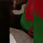 Невероятное вторжение: Горностай устроил тайник в доме сотрудника Вишерского заповедника