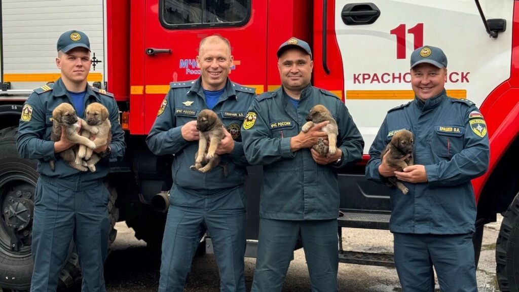 Краснокамские Пожарные Спасли Щенков: Пять Маленьких Жизней Ищут Дом