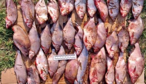 Крупный ущерб и уголовное дело: Браконьеры попались на незаконной рыбалке в Очерском заливе