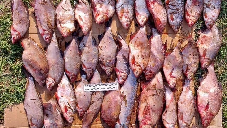 Крупный ущерб и уголовное дело: Браконьеры попались на незаконной рыбалке в Очерском заливе