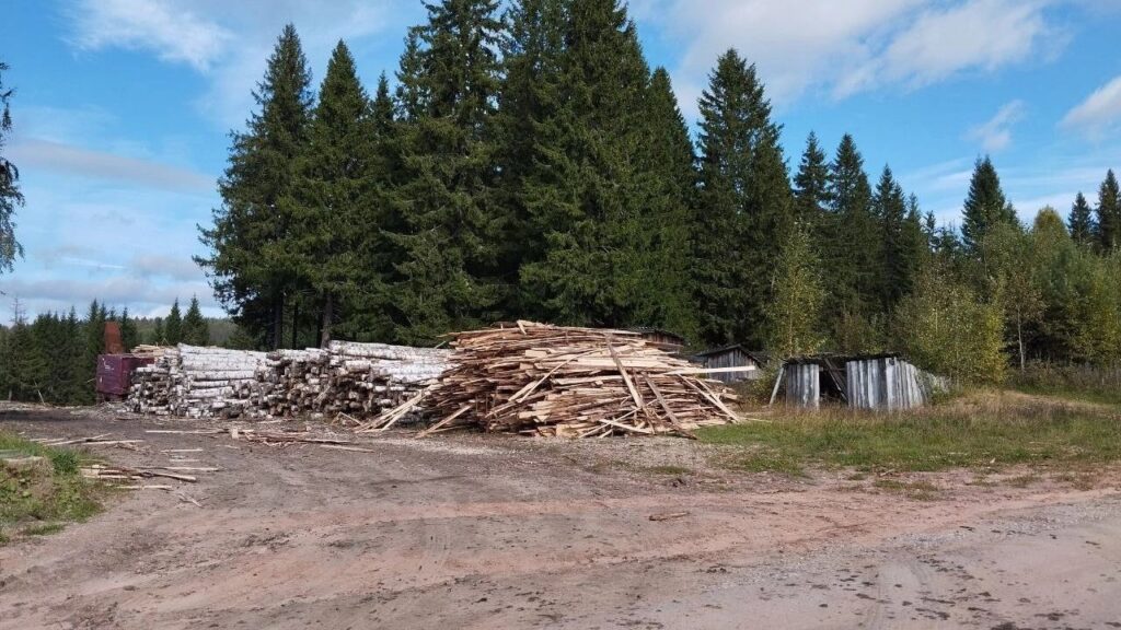 Прикамские леса под угрозой: Нашествие уссурийского полиграфа вынуждает расширять карантинные зоны