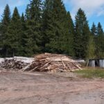 Прикамские леса под угрозой: Нашествие уссурийского полиграфа вынуждает расширять карантинные зоны