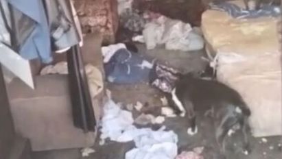 Драматичное спасение в Кемерове: как горожане и альпинист пришли на помощь брошенным стаффордам